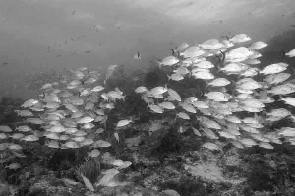 Scuola Pesce Sott Acqua — Foto Stock