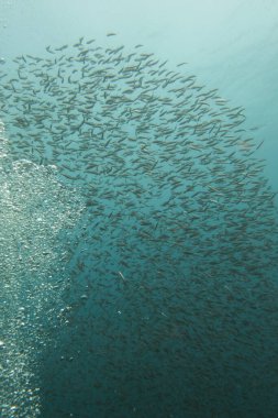 Suyun altında balık sürüsü