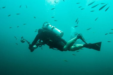 Skuba dalgıcı balıklar ve kamerayla suyun altında.