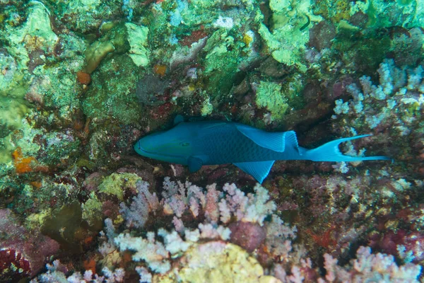 蓝色手术鱼和水下珊瑚礁 — 图库照片