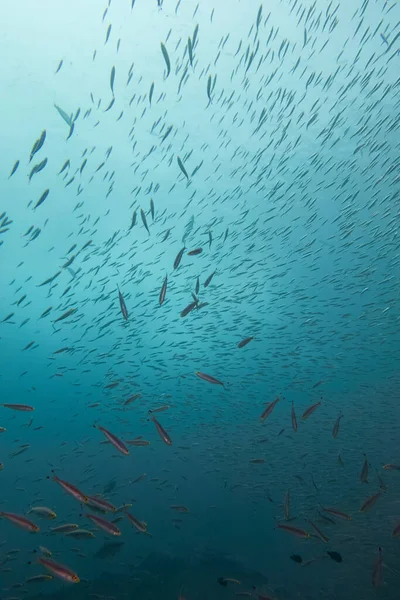 Fischschwärme Unter Wasser — Stockfoto