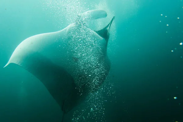 Manta Vatozu Suyun Altında Yüzüyor — Stok fotoğraf