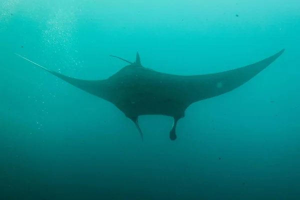 Manta Ray Nadando Bajo Agua — Foto de Stock