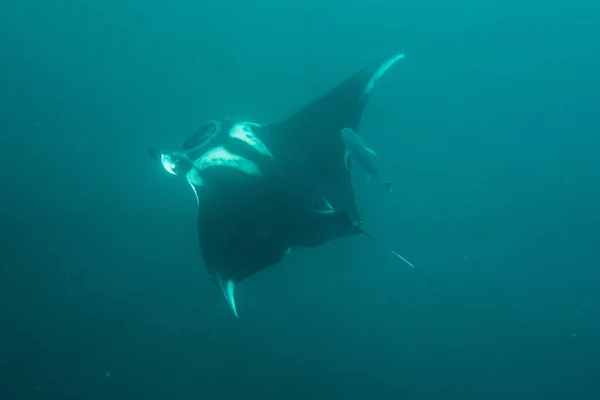 Manta Ray Nageant Sous Eau — Photo