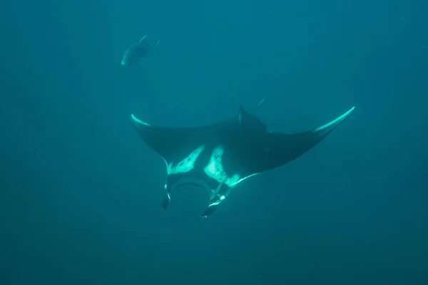 Manta Rochen Schwimmen Unter Wasser — Stockfoto