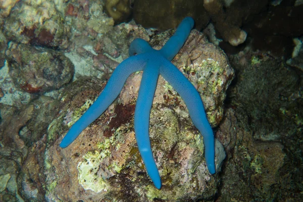 Etoile Mer Bleue Sur Récif Corallien Sous Marin — Photo