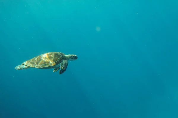 海龟在水下游泳 — 图库照片