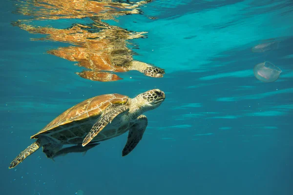 Marine turtle swimming underwater near the surface