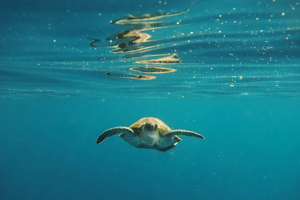 Marine turtle swimming underwater near the surface