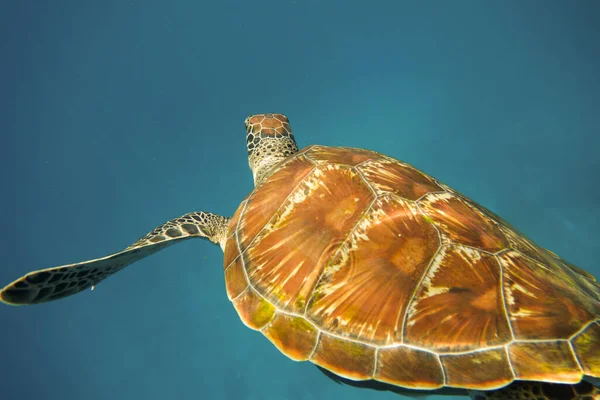 Havssköldpadda Som Simmar Vatten — Stockfoto