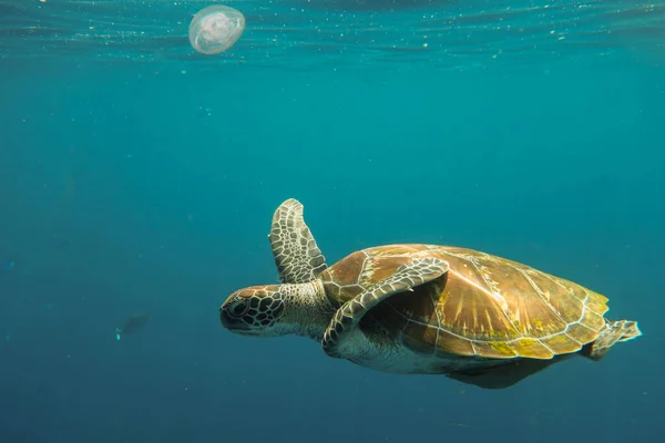 Tartaruga Marina Meduse Che Nuotano Sott Acqua — Foto Stock