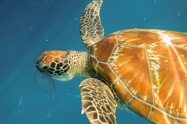 Tortuga Marina Comiendo Una Medusa Bajo Agua — Foto de Stock