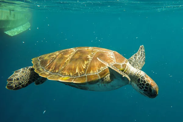 Żółw Morski Pływający Pod Wodą — Zdjęcie stockowe