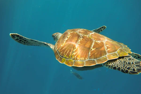 Tartaruga Marina Che Nuota Sott Acqua — Foto Stock