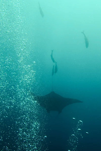 Manta Ray Swimming Underwater Bubbles — Stock Photo, Image