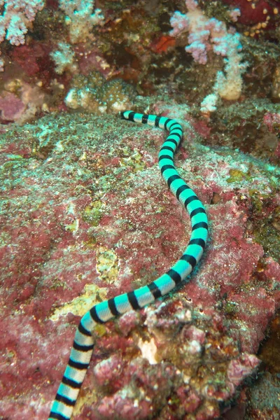 Serpente Strisce Che Nuota Sott Acqua — Foto Stock