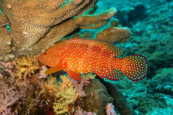 水底红石斑鱼和珊瑚礁 — 图库照片