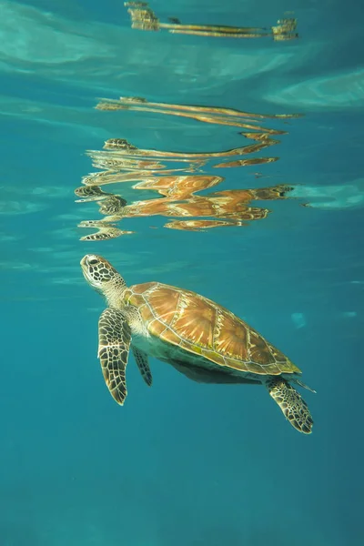 Meeresschildkröte Unter Wasser Nahe Der Oberfläche Stockfoto