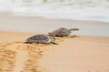 Hawksbill deniz kaplumbağası sahilde, Tayland.