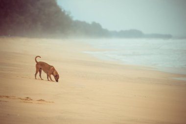 Köpek ayakta bir fırtına geliyor süre sahilde.