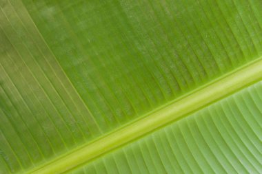 muz yaprağı dokusu arkaplanı.