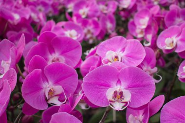 Güve orkide veya Phalaenopsis.