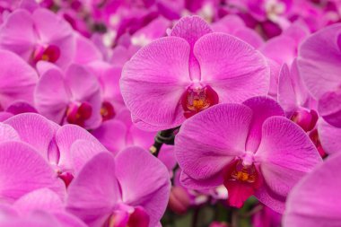 Güve orkide veya Phalaenopsis.