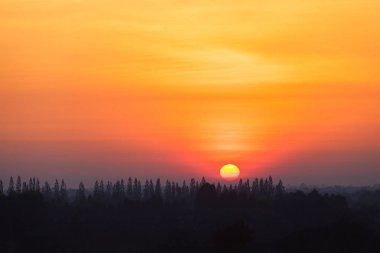 Ormandaki siluet çam ağacı ile kırsal güneş doğarken.