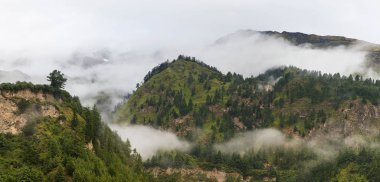 Orman ile sis Dağı'nda.