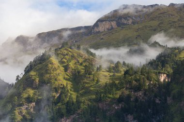 Orman ile sis Dağı'nda.