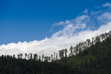 Mavi gökyüzü ile çam Dağı'nda.