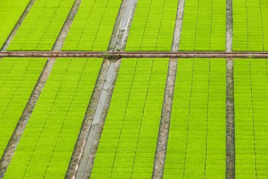 Paddy Fidan Kreş alanları havadan görünümü.
