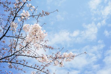 Beyaz kiraz çiçekleri Şubesi.