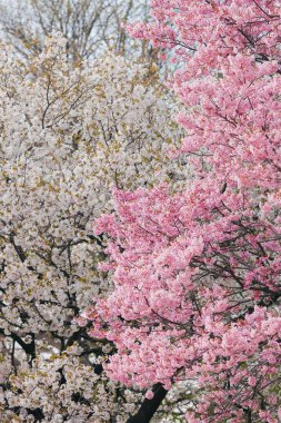 Pembe ve beyaz kiraz çiçekleri çiçek bahçede çiçek açan.