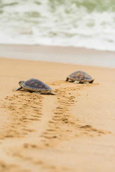 Hawksbill Deniz Kaplumbağası Sahilde Tayland — Stok fotoğraf