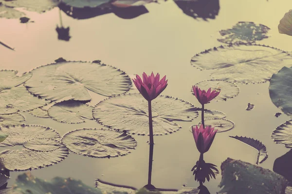 Pembe Nilüfer veya lotus gölet üzerinde.