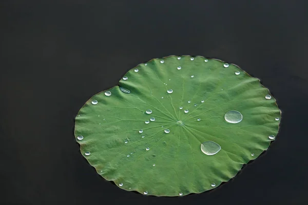 蓮の葉に水滴 — ストック写真