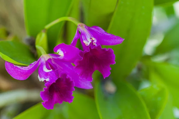 Orquídea Roxa Com Folha Verde — Fotografia de Stock