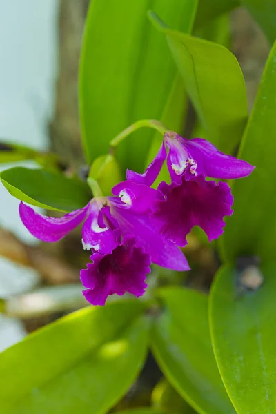 Orchidea Viola Con Foglia Verde — Foto Stock