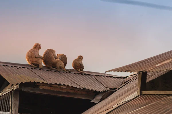 Apa Molder Zink Taket Nära Pashupatinath Nepal — Stockfoto