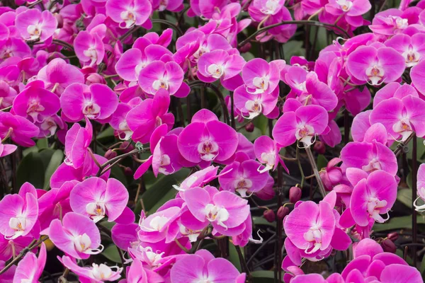 Güve orkide veya Phalaenopsis.