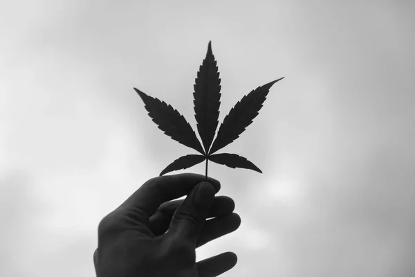 Siyah ve beyaz renkte marihuana yaprağı tutan el.