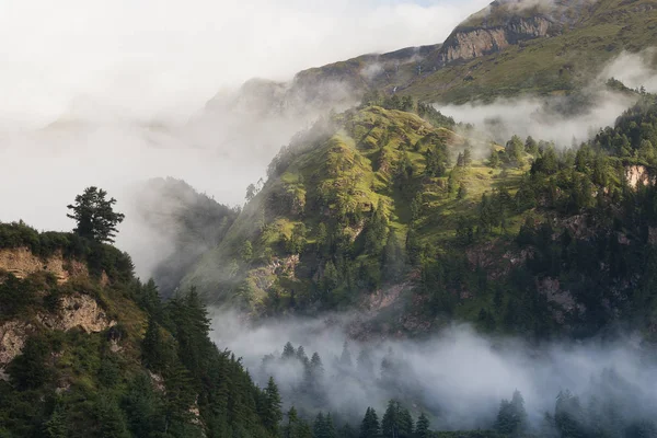 Δάσος Στο Βουνό Ομίχλη — Φωτογραφία Αρχείου