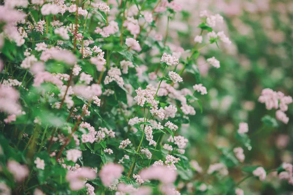 Λουλούδια Ροζ Λιβάδι Πρωί — Φωτογραφία Αρχείου