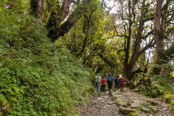 背包客徒步前往尼泊尔安娜普尔纳地区的 Ghorepani — 图库照片