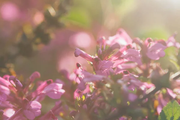 Chom kaka Chaing Dao nadir çiçek, Doi Luang Chiang Dao, Tayland yüksek Dağı..