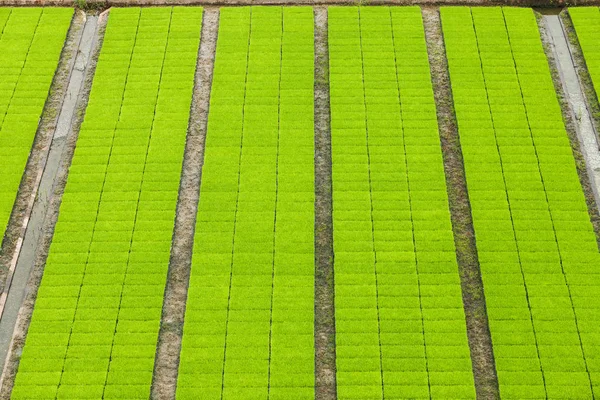 Vista Aérea Las Plántulas Arroz Los Campos Vivero — Foto de Stock