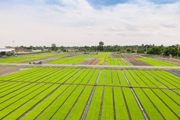 Вид Воздуха Саженцы Рисовых Полей Яслях — стоковое фото