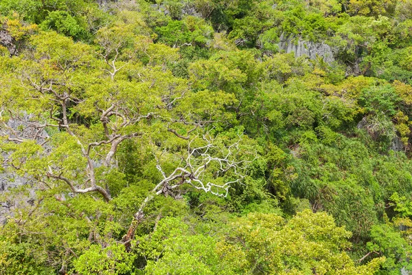 Orman Talay Nai (yeşil Lagoon) yakınındaki bir bakış. Angthong Ulusal Deniz Parkı, Suratthani, Tayland.