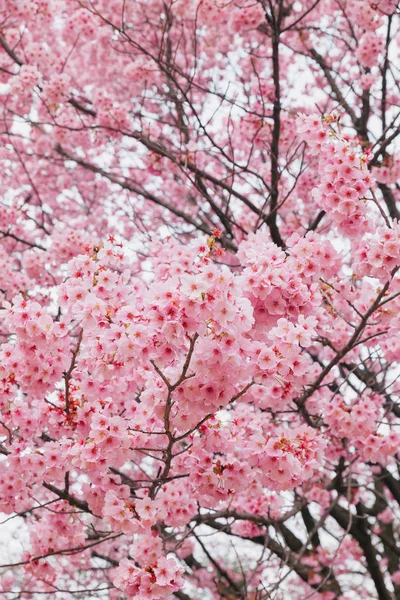 Fleurs Cerisier Fleurissant Dans Jardin — Photo